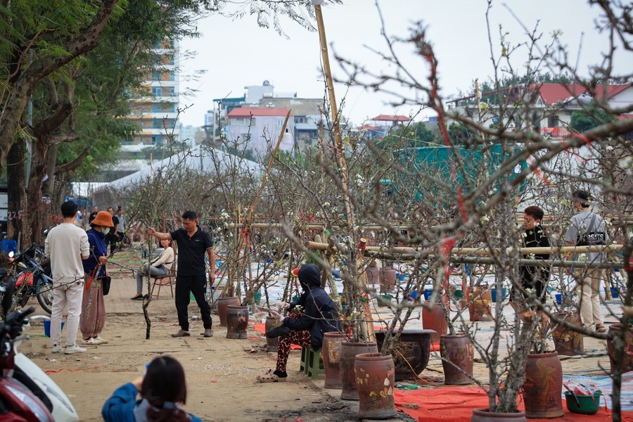 Hoa lê rừng 'xuống phố' sau Tết Nguyên đán, giá chục triệu vẫn hút khách ảnh 1