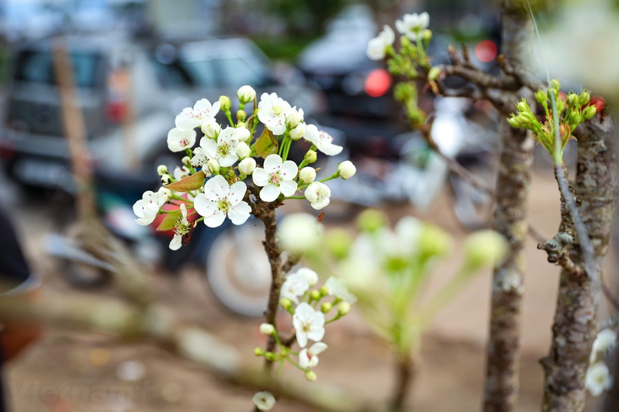 Hoa lê rừng 'xuống phố' sau Tết Nguyên đán, giá chục triệu vẫn hút khách ảnh 6