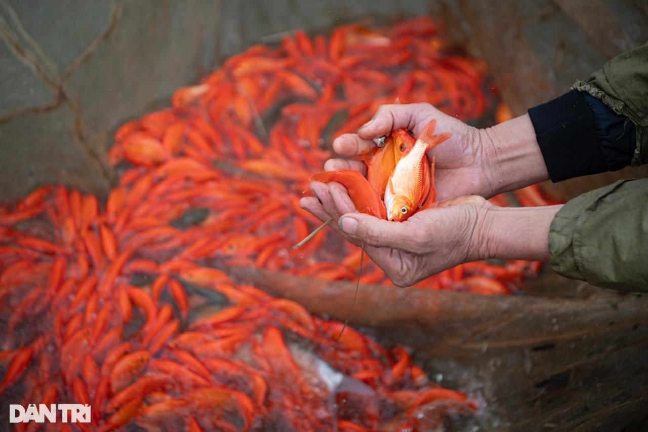 Lội bùn giăng lưới thu hoạch cá chép đỏ trước ngày ông Táo lên chầu trời - 9