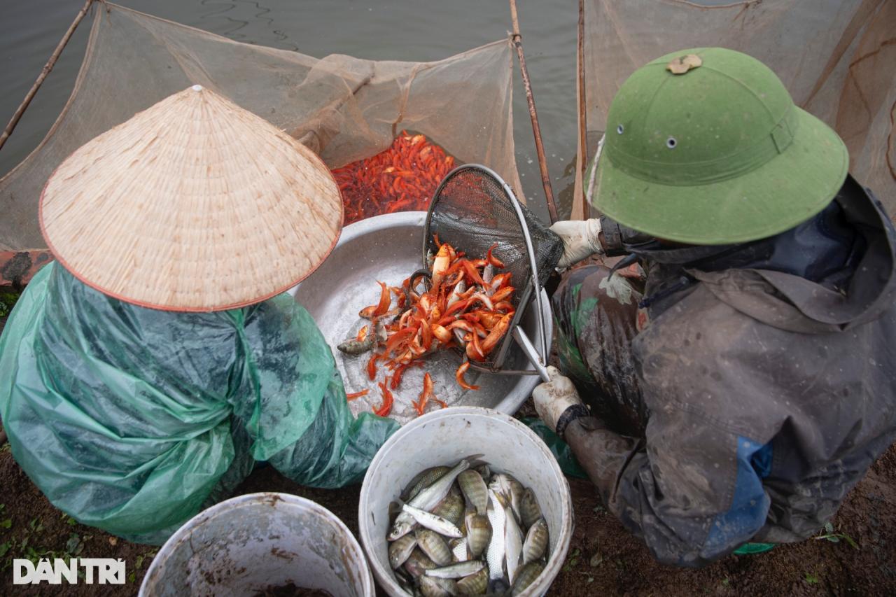 Lội bùn giăng lưới thu hoạch cá chép đỏ trước ngày ông Táo lên chầu trời - 7