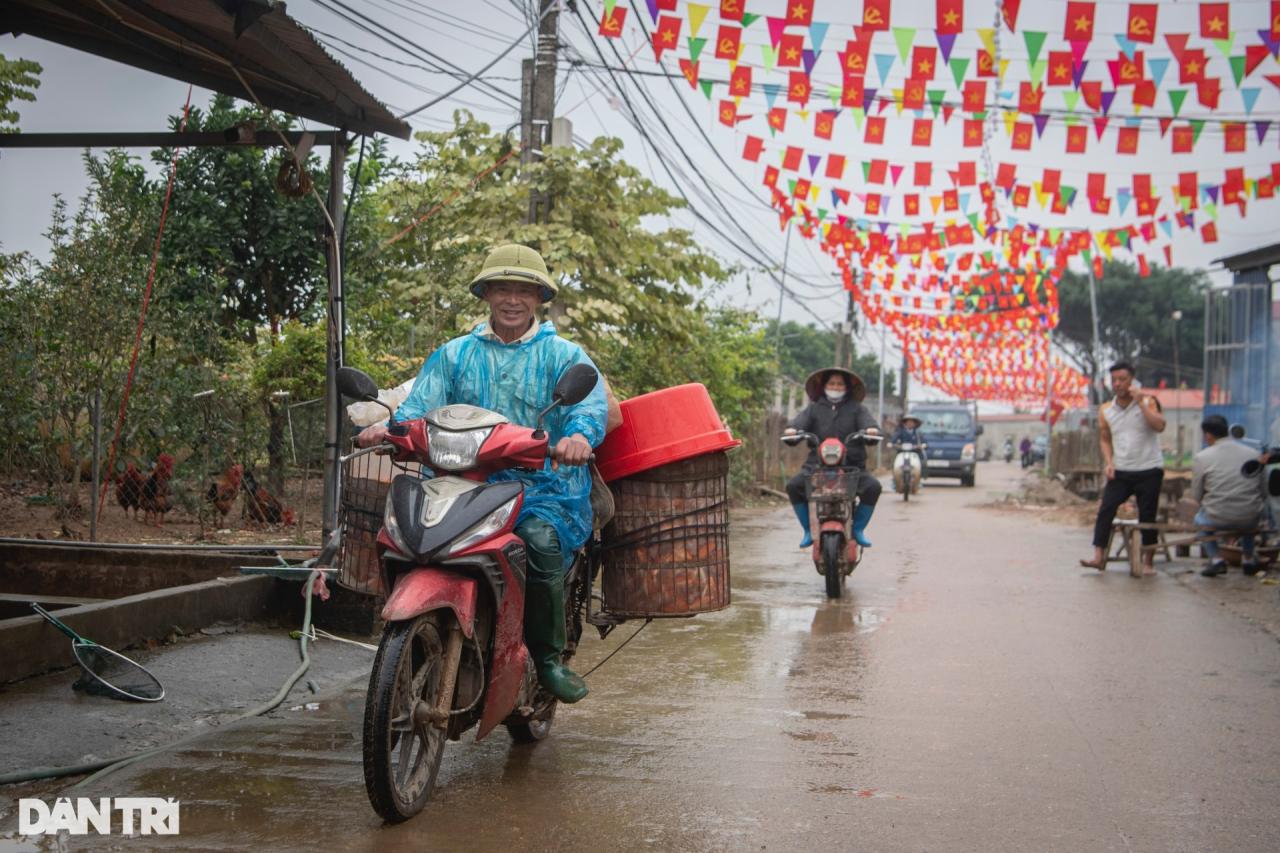 Lội bùn giăng lưới thu hoạch cá chép đỏ trước ngày ông Táo lên chầu trời - 12