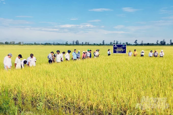 Những cánh đồng làm nên thương hiệu lúa hữu cơ Quảng Trị. Ảnh: Võ Dũng.