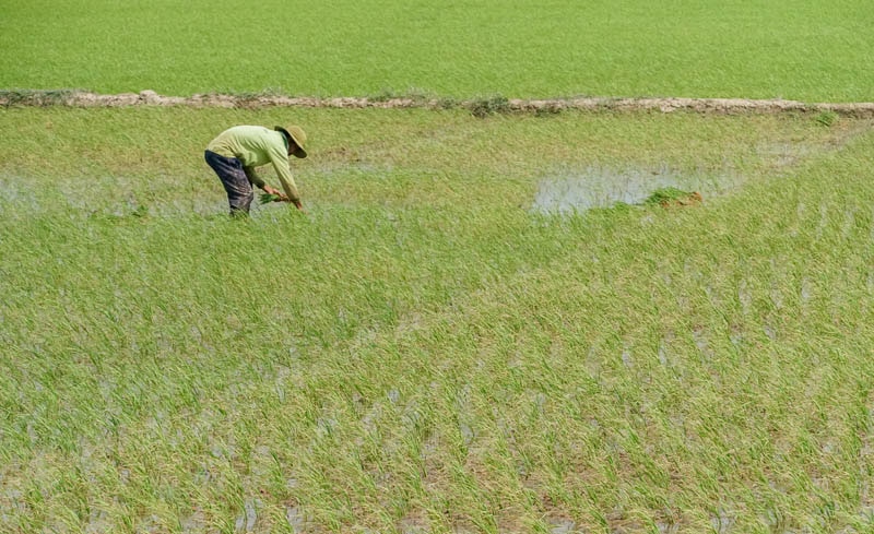 Ông Chau Rạch Ca Na ở xã Liêu Tú (Trần Đề, Sóc Trăng) đang nhổ lúa chỗ dày dặm lại chỗ lúa chết do bị ngộ độc phèn. Ảnh: Phương Anh