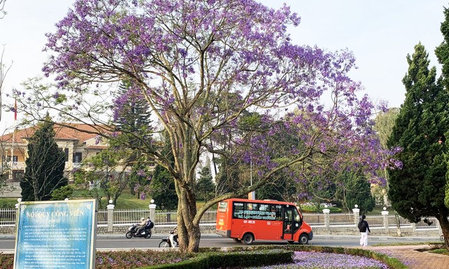 Vẻ đẹp xao xuyến của phượng tím giữa thành phố hoa Đà Lạt ảnh 5