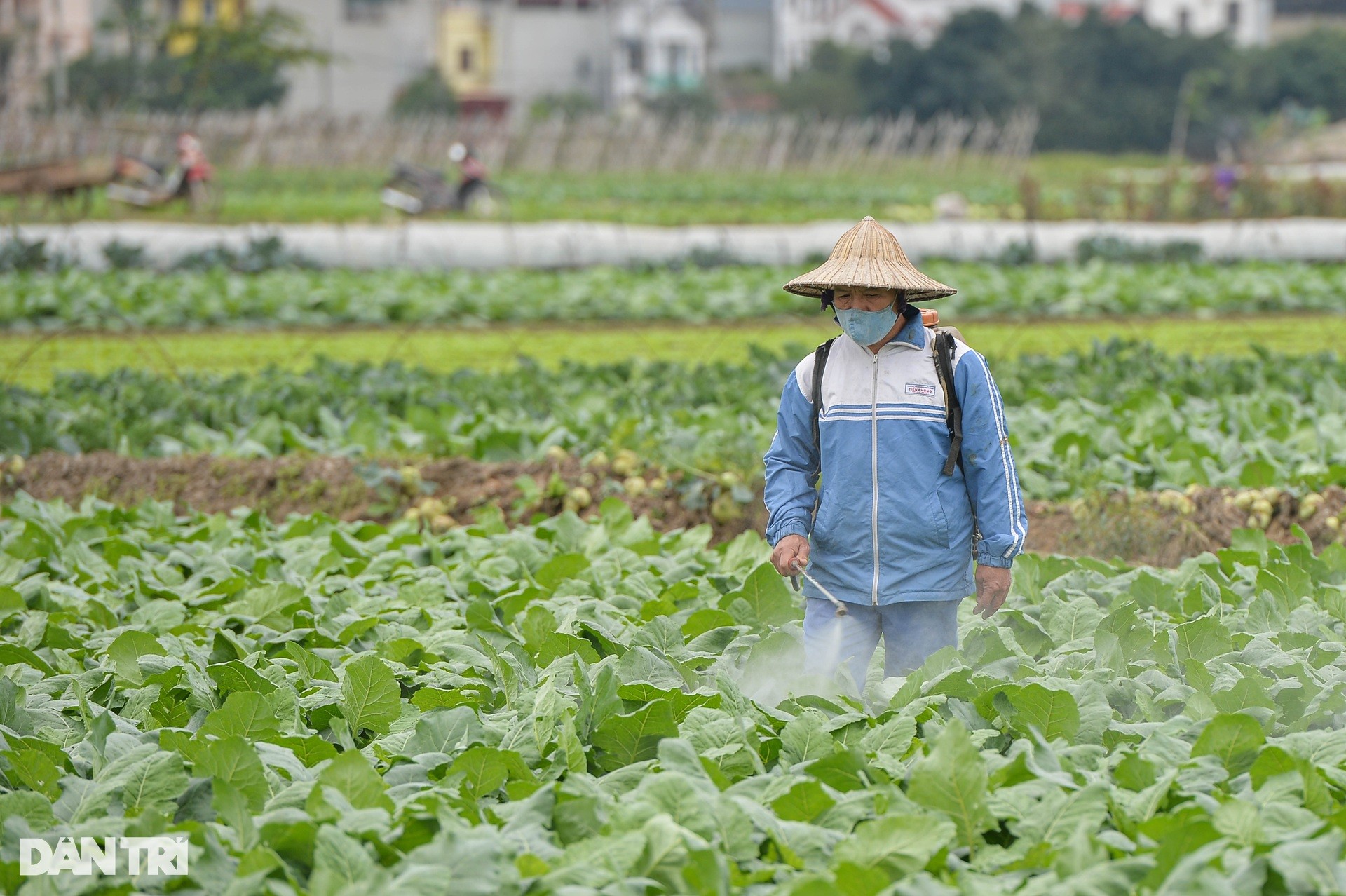 Lạnh thấu xương, nông dân ở Hà Nội vẫn miệt mài xuống đồng ảnh 7