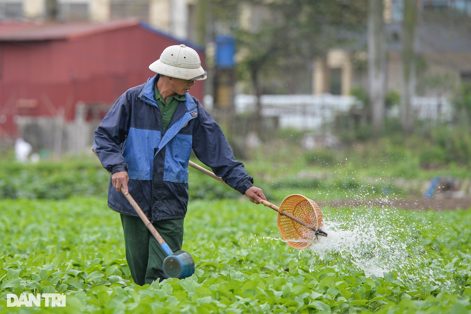 Lạnh thấu xương, nông dân ở Hà Nội vẫn miệt mài xuống đồng ảnh 9