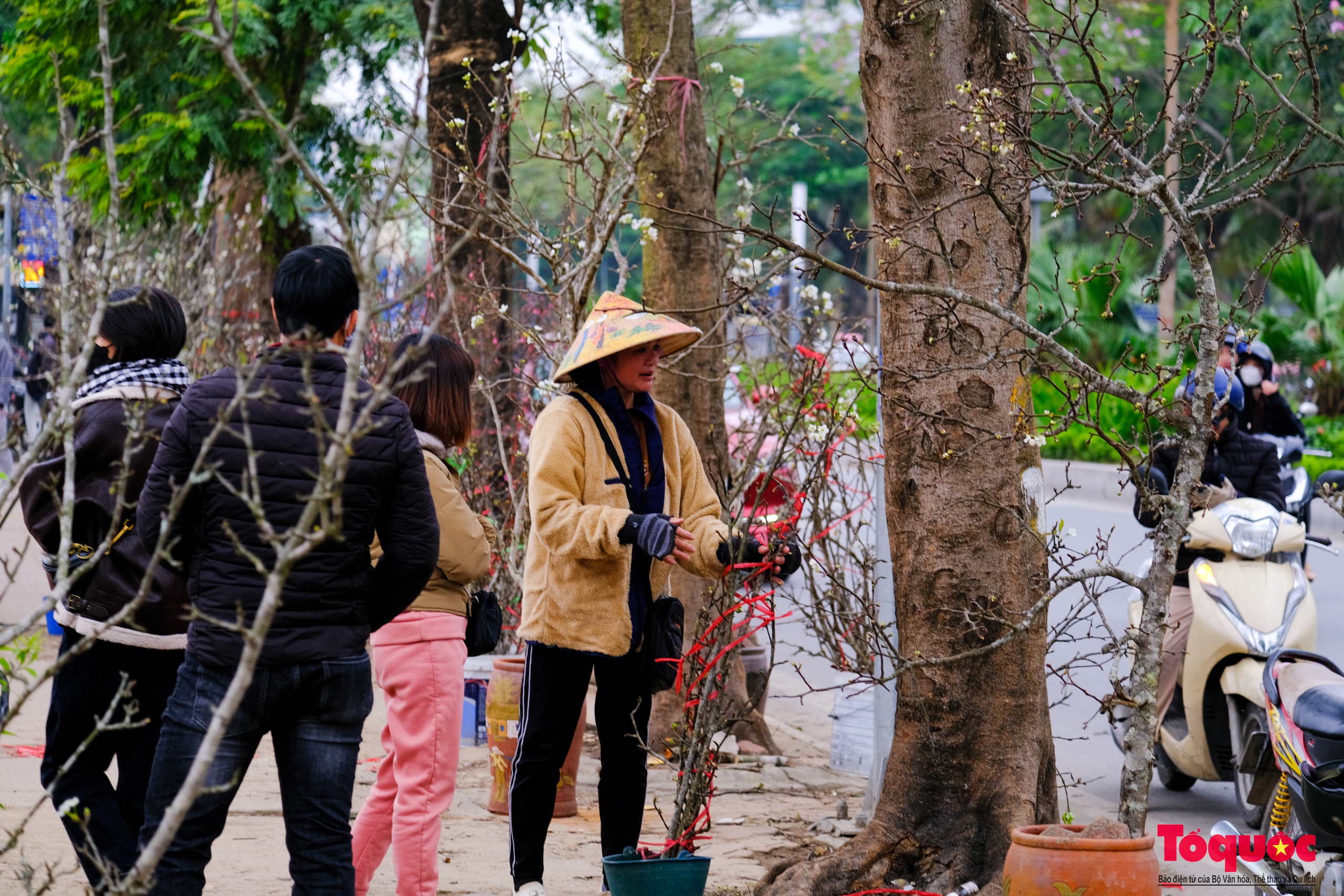 Tao nhã thú chơi hoa lê sau Tết của người Hà Nội - Ảnh 9.