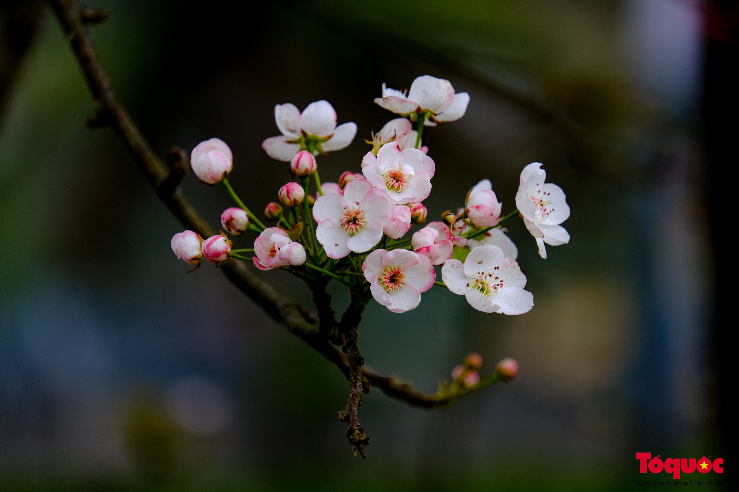 Tao nhã thú chơi hoa lê sau Tết của người Hà Nội - Ảnh 16.