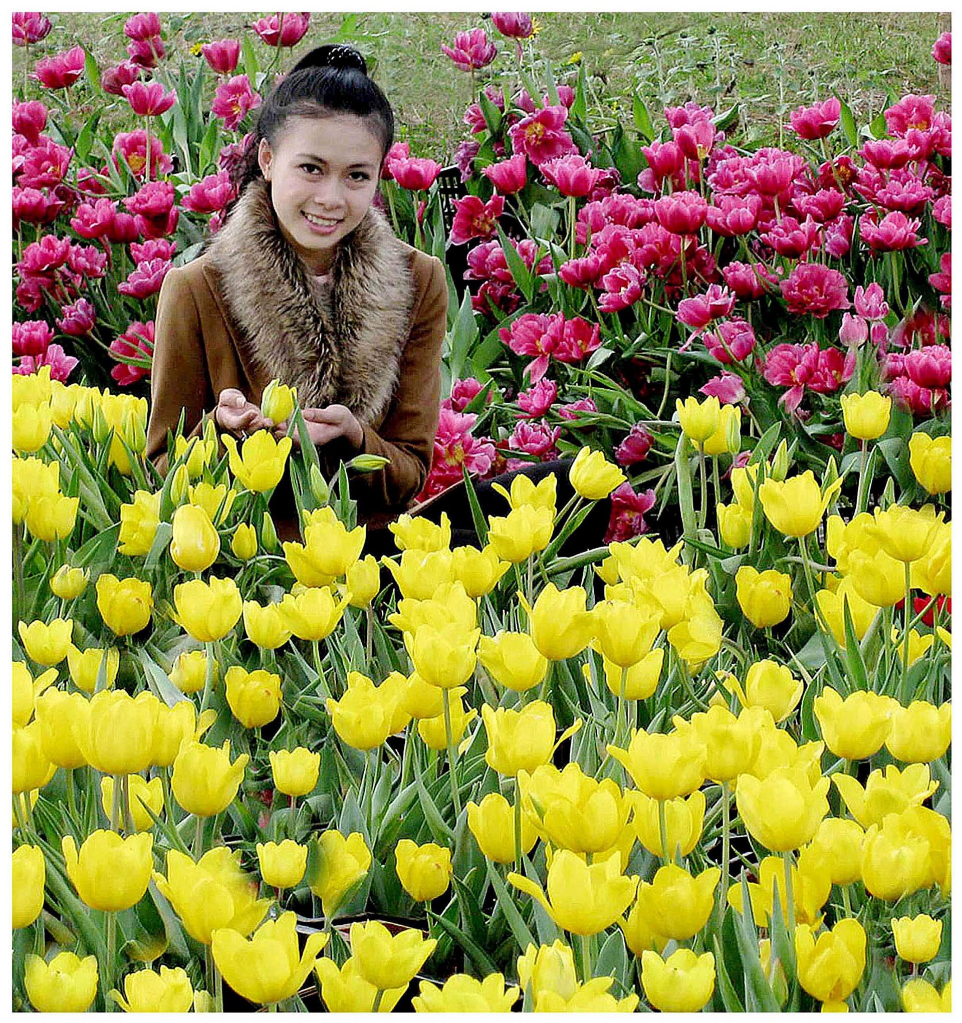 7.-tulip-dalat-ha-huu-net.jpg