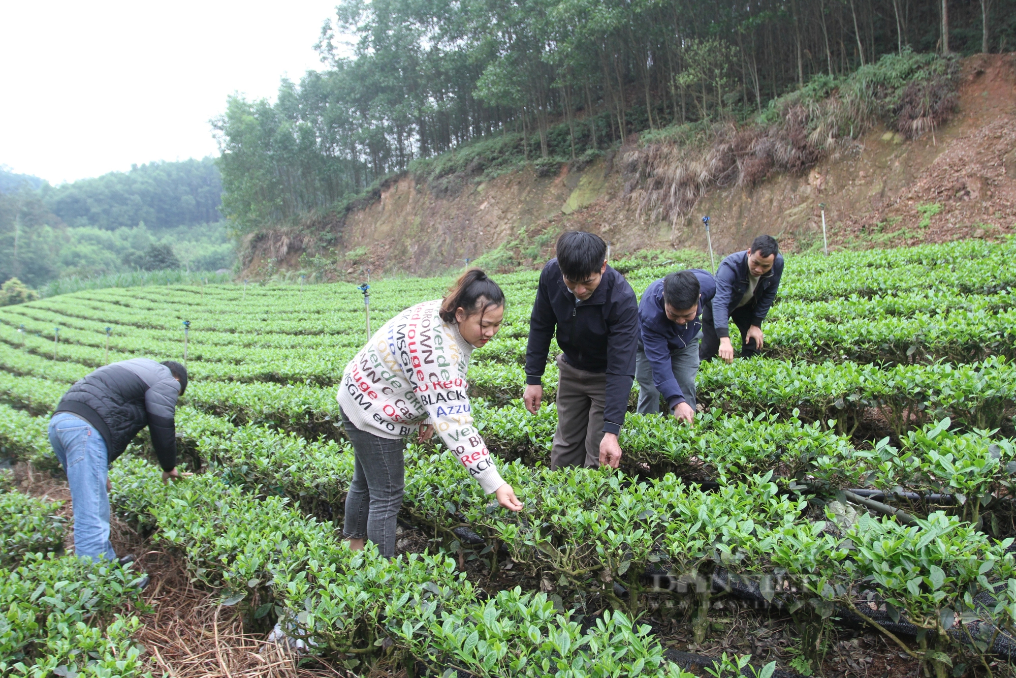 Trồng chè tạo ra loại trà màu sắc bắt mắt, bà Giám đốc ở Thái Nguyên kế nghiệp thành công- Ảnh 2.