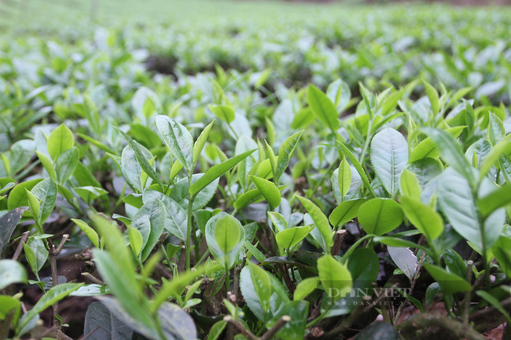 Trồng chè tạo ra loại trà màu sắc bắt mắt, bà Giám đốc ở Thái Nguyên kế nghiệp thành công- Ảnh 5.