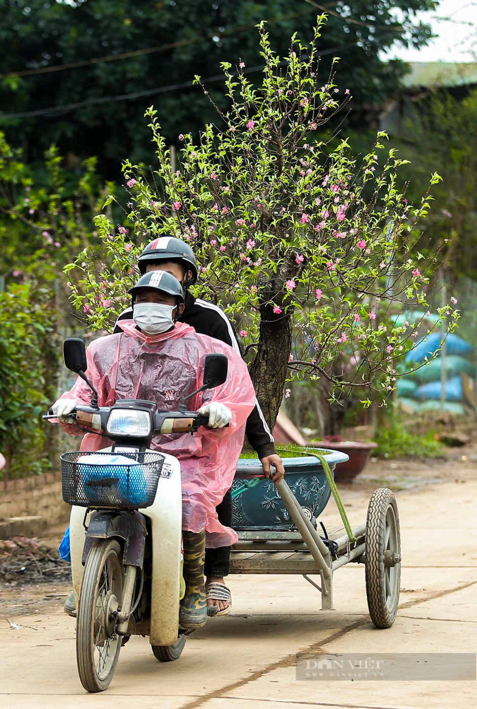 Đào Nhật Tân hối hả theo xe về vườn để 