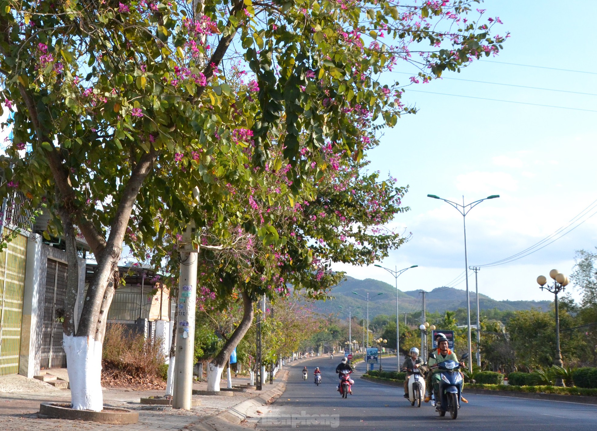 Hoa ban khoe sắc tím rực rỡ trên đường vào thành phố Kon Tum ảnh 2