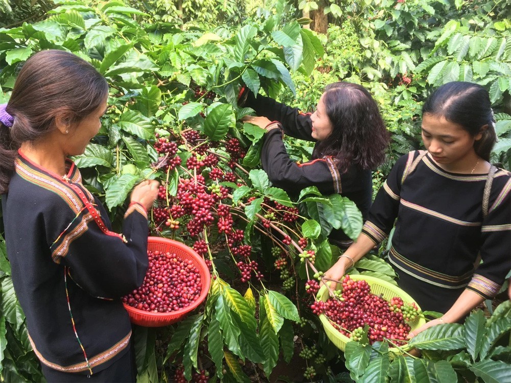 Giá cà phê Robusta tăng ba phiên liên tiếp trong bối cảnh đồng USD giảm nhẹ và vàng tăng vọt