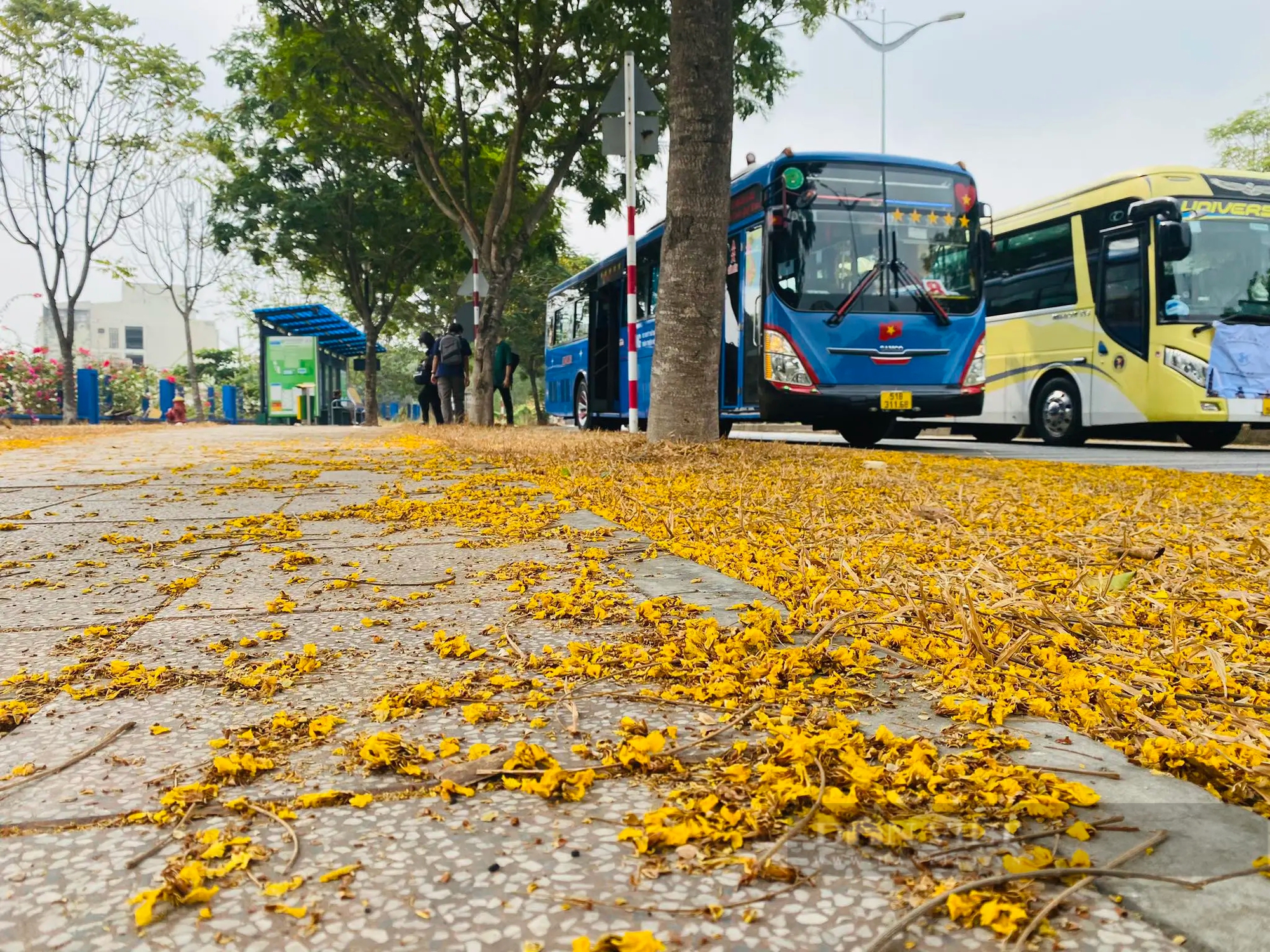 Một con đường hoa giấy đẹp như trên phim ở khu đô thị ĐH Quốc gia TP HCM- Ảnh 14.