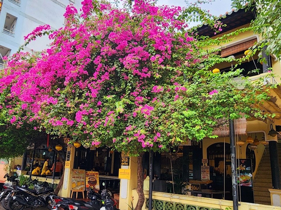 Nhiều nh&agrave; h&agrave;ng tr&ecirc;n đường Đồng Đen (quận T&acirc;n B&igrave;nh, TP Hồ Ch&iacute; Minh) chon b&oacute;ng m&aacute;t v&agrave; tổ điểm th&ecirc;m bằng c&aacute;ch trồng rất nhiều hoa giấy trước nh&agrave;