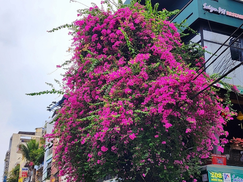 Lỡ đem l&ograve;ng thương nhớ những lo&agrave;i hoa nắng gi&oacute; mau nở ch&oacute;ng t&agrave;n n&agrave;y, n&ecirc;n anh Nguyễn Định đ&atilde; chọn trồng rất nhiều hoa giấy trước nh&agrave;. "t&ocirc;i rất vui khi thấy rất nhiều người dừng xe lại để check- in vơi bụi hoa giấy. Cảm gi&aacute;c như m&igrave;nh đang gơp th&ecirc;m ch&uacute;t l&atilde;ng mạn cho TP" anh Định cho biết.