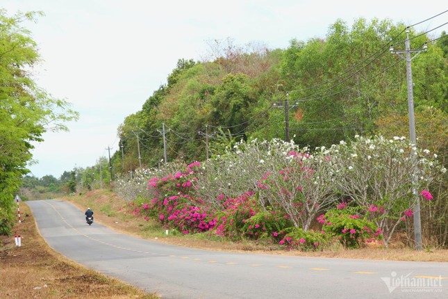 Bí ẩn con đường hoa giấy dài 25km giữa đại ngàn ở Đồng Nai ảnh 3