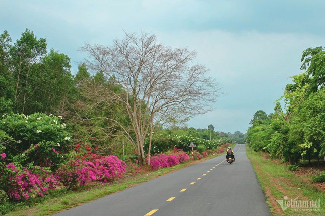 Bí ẩn con đường hoa giấy dài 25km giữa đại ngàn ở Đồng Nai ảnh 2