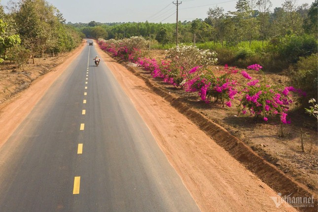 Bí ẩn con đường hoa giấy dài 25km giữa đại ngàn ở Đồng Nai ảnh 6