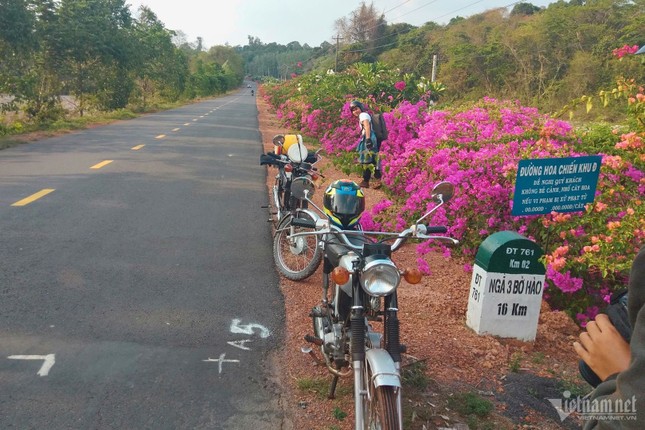 Bí ẩn con đường hoa giấy dài 25km giữa đại ngàn ở Đồng Nai ảnh 8