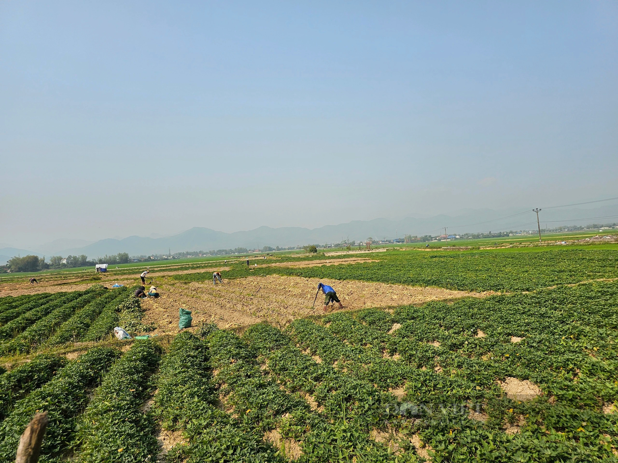 Trồng thứ khoai lang vỏ trắng, ăn bở tơi, nông dân một xã của tỉnh Điện Biên thu 120 triệu đồng/ha- Ảnh 3.