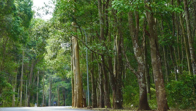 Khám phá khu rừng quý còn nguyên vẹn ở Bà Rịa- Vũng Tàu ảnh 10