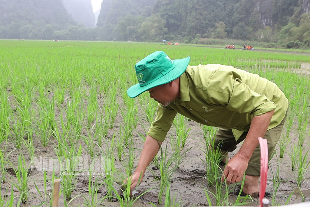 ninh binh muc dong thoi sao tren canh dong tam coc hinh 3