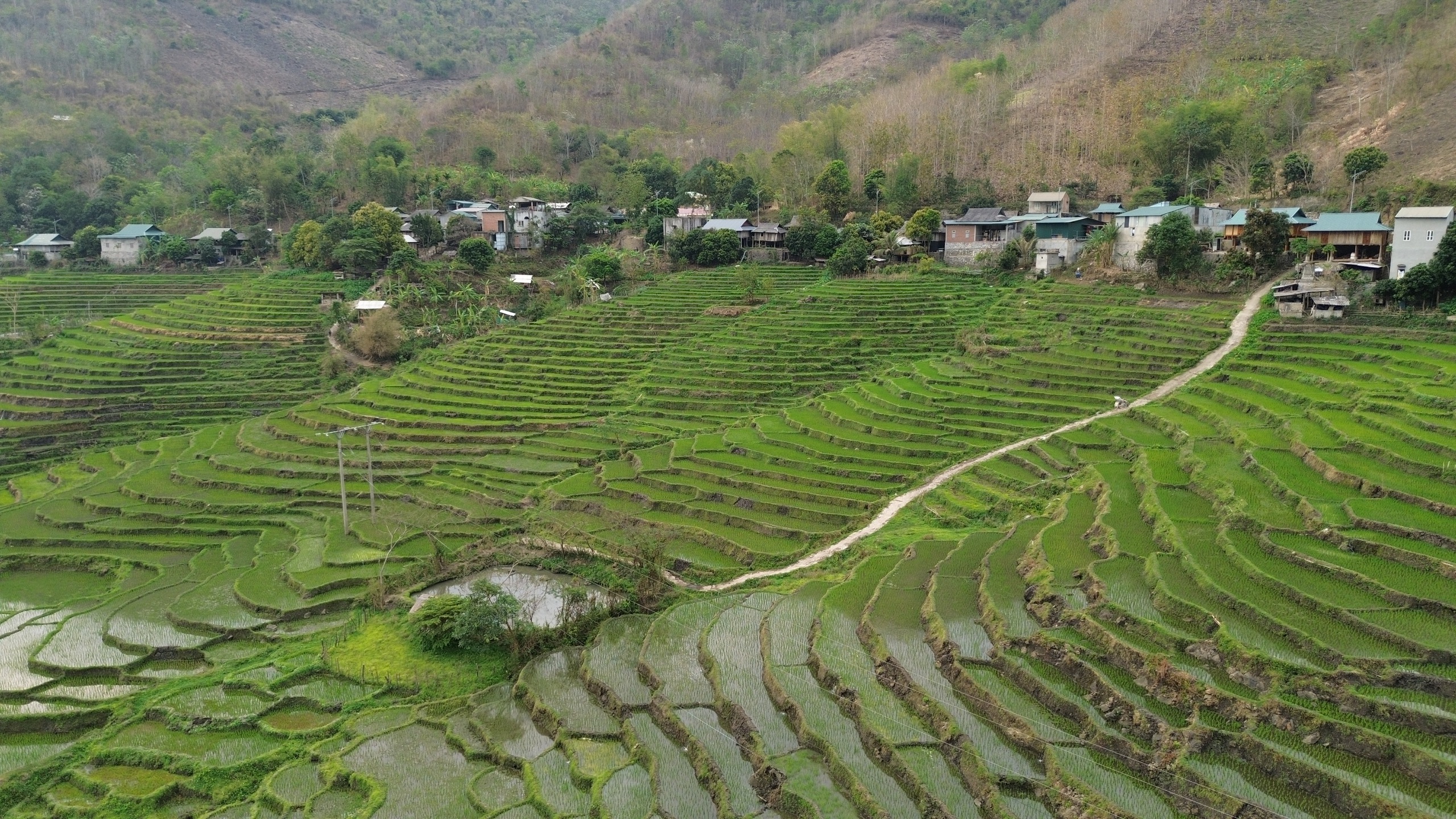 Xanh mướt những cánh ruộng bậc thang trên cổng trời Mường Lát- Ảnh 2.