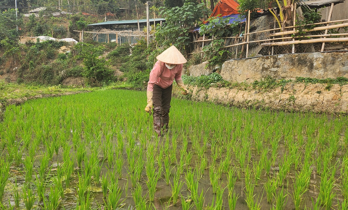 Ruộng bậc thang xanh mướt ở huyện biên cương Thanh Hóa- Ảnh 5.