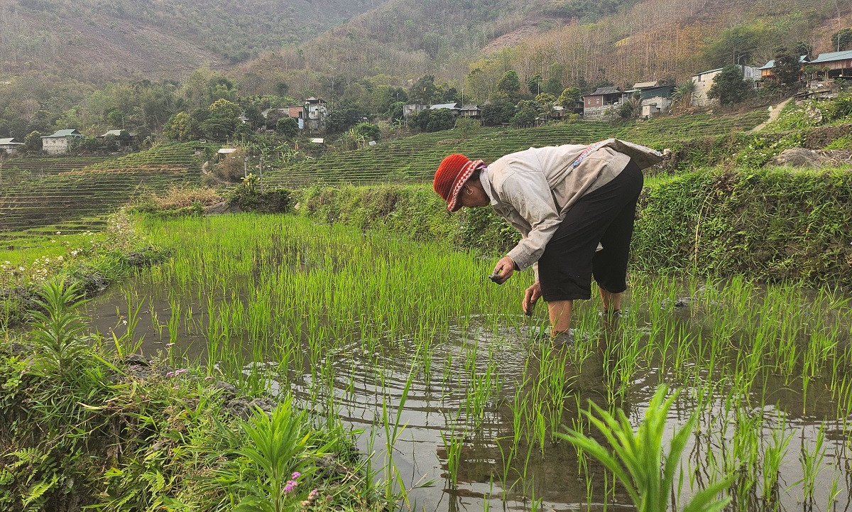 Ruộng bậc thang xanh mướt ở huyện biên cương Thanh Hóa- Ảnh 6.