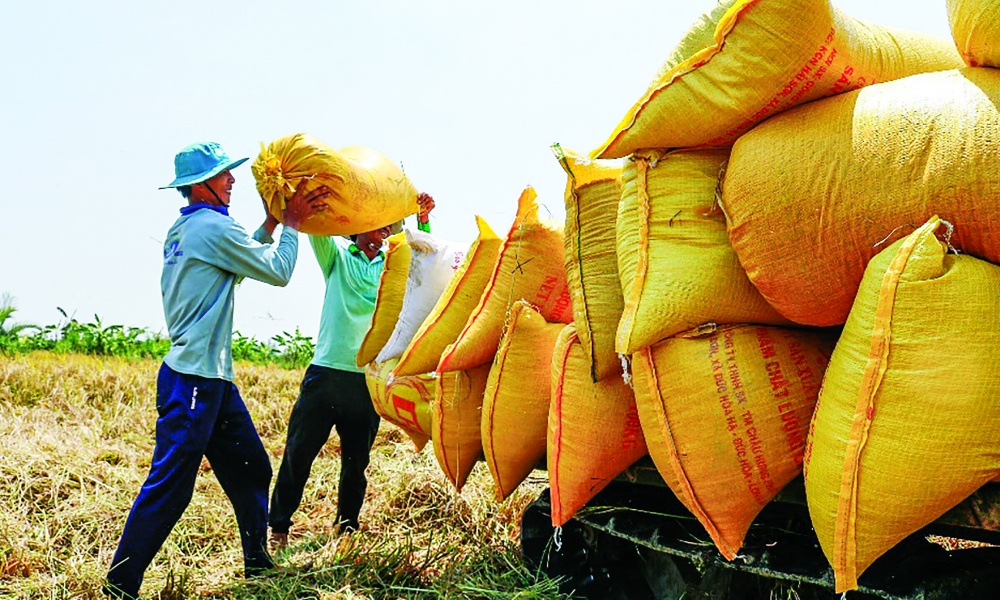 Nhộn nhịp cho vay lúa gạo