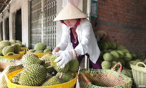 Gần 1.400 tỷ đồng ngăn mặn cho vùng sầu riêng xuất khẩu