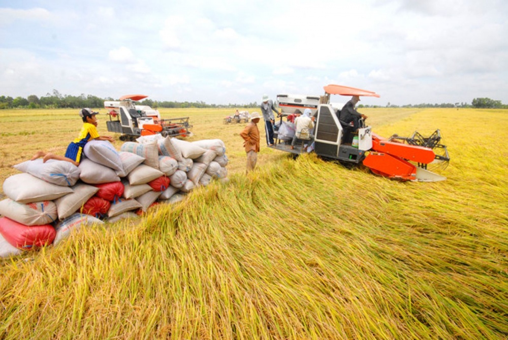 Đưa các "thương lái" vào chuỗi giá trị ngành hàng lúa, gạo