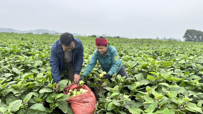 Cà dừa đã trở thành mặt hàng nông sản tạo dấu ấn riêng cho xã Thượng Lộc. Ảnh: Ánh Nguyệt.