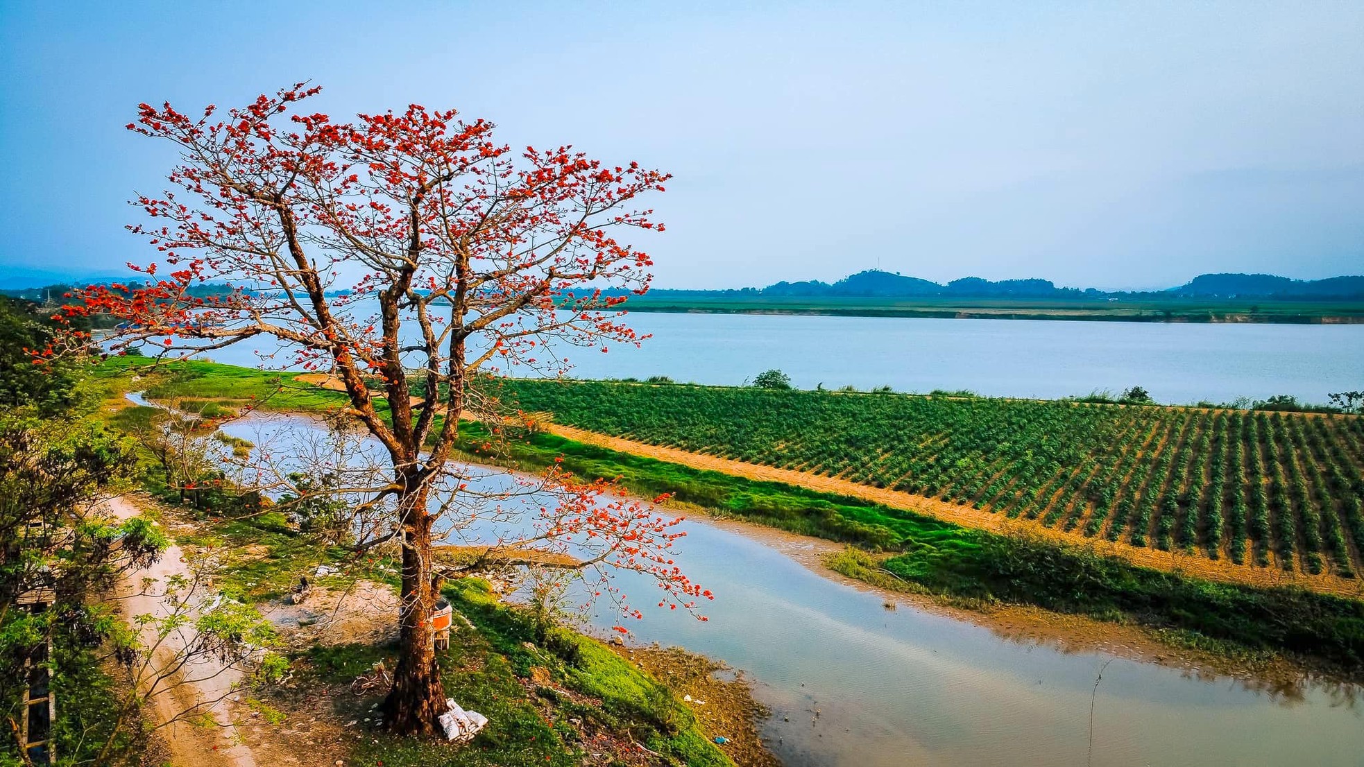 Đẹp nao lòng những chùm hoa gạo đỏ rực vùng quê xứ Nghệ ảnh 3