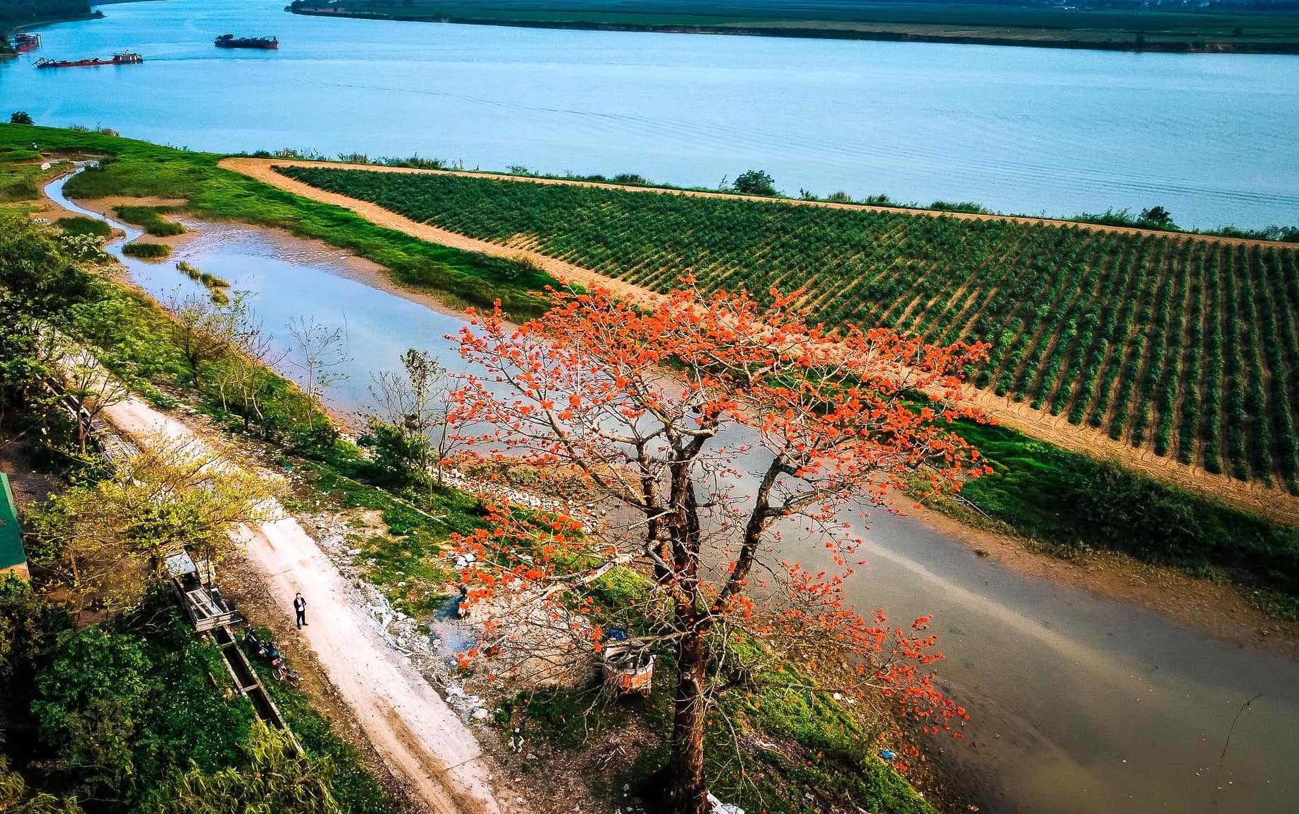 Đẹp nao lòng những chùm hoa gạo đỏ rực vùng quê xứ Nghệ ảnh 6