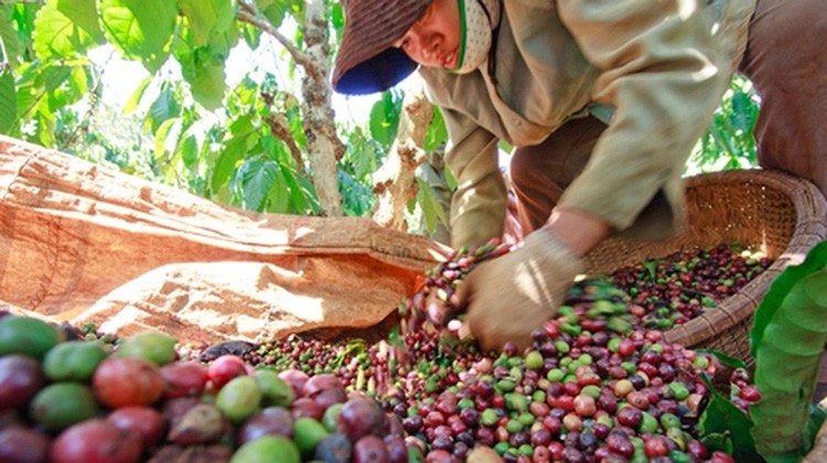 Trước sức ép hàng vụ mới của Brazil, giá cà phê Arabica suy yếu