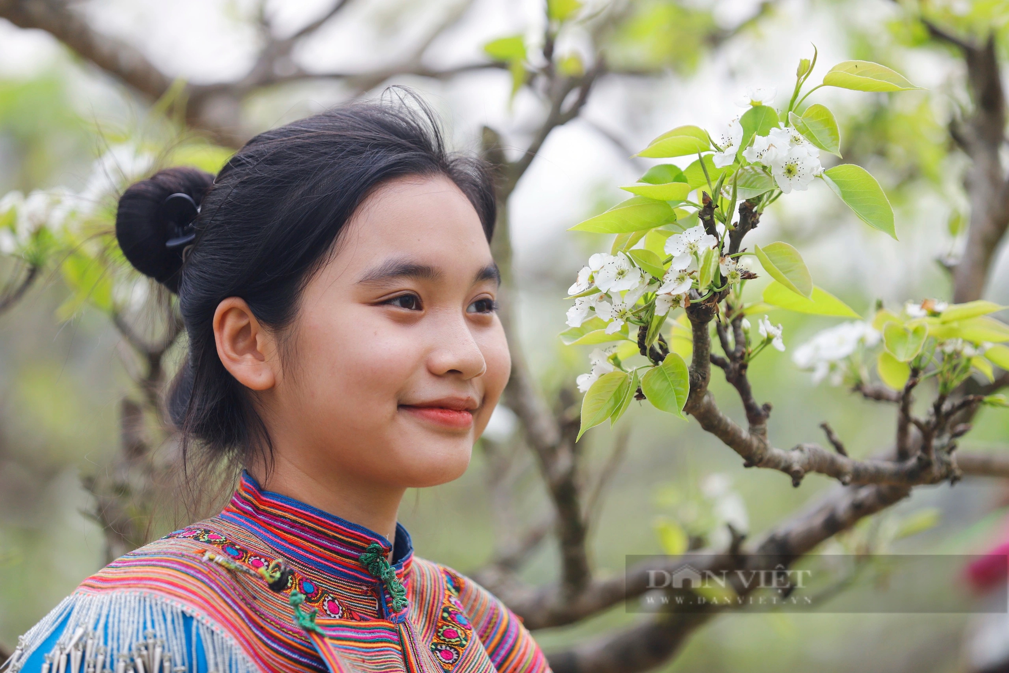 Cao nguyên Bắc Hà hút khách bởi loài hoa trắng tinh khôi tựa pha lê - Ảnh 8.