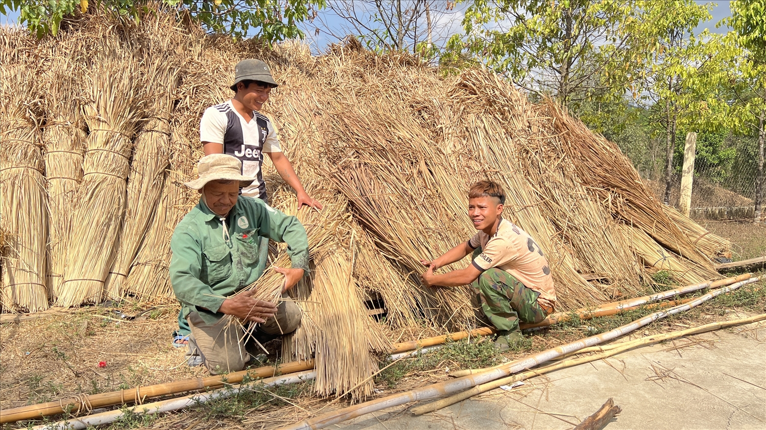 Người dân vào rừng tìm những bó tranh đẹp nhất mang về lợp mái nhà rông