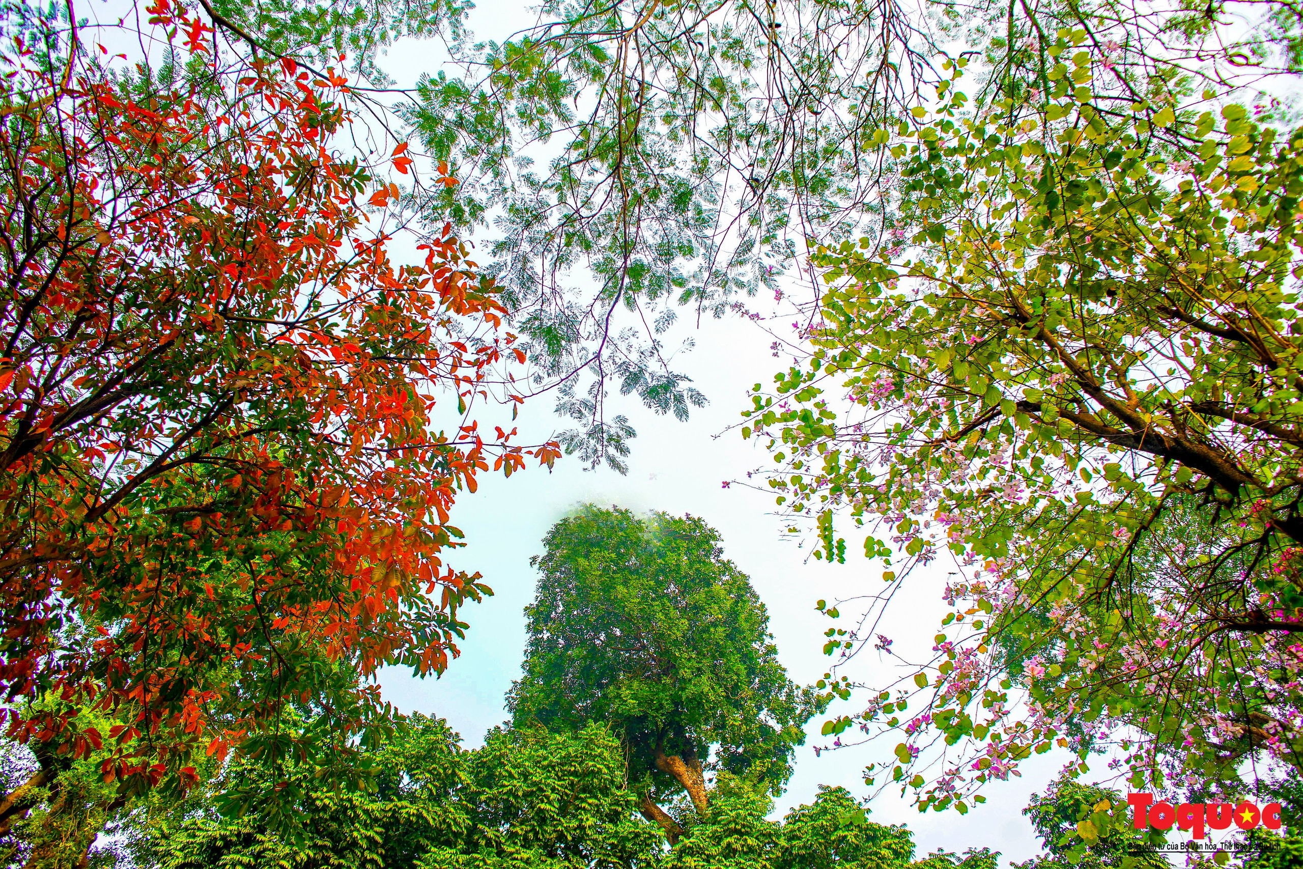 Hà Nội mùa cây thay lá - Ảnh 9.