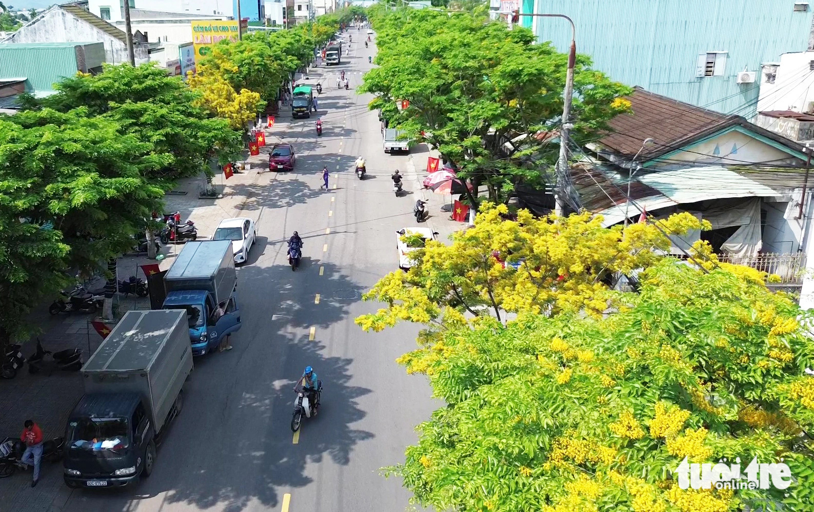 Hoa sưa nở vàng ở tuyến đường Trần Cao Vân 