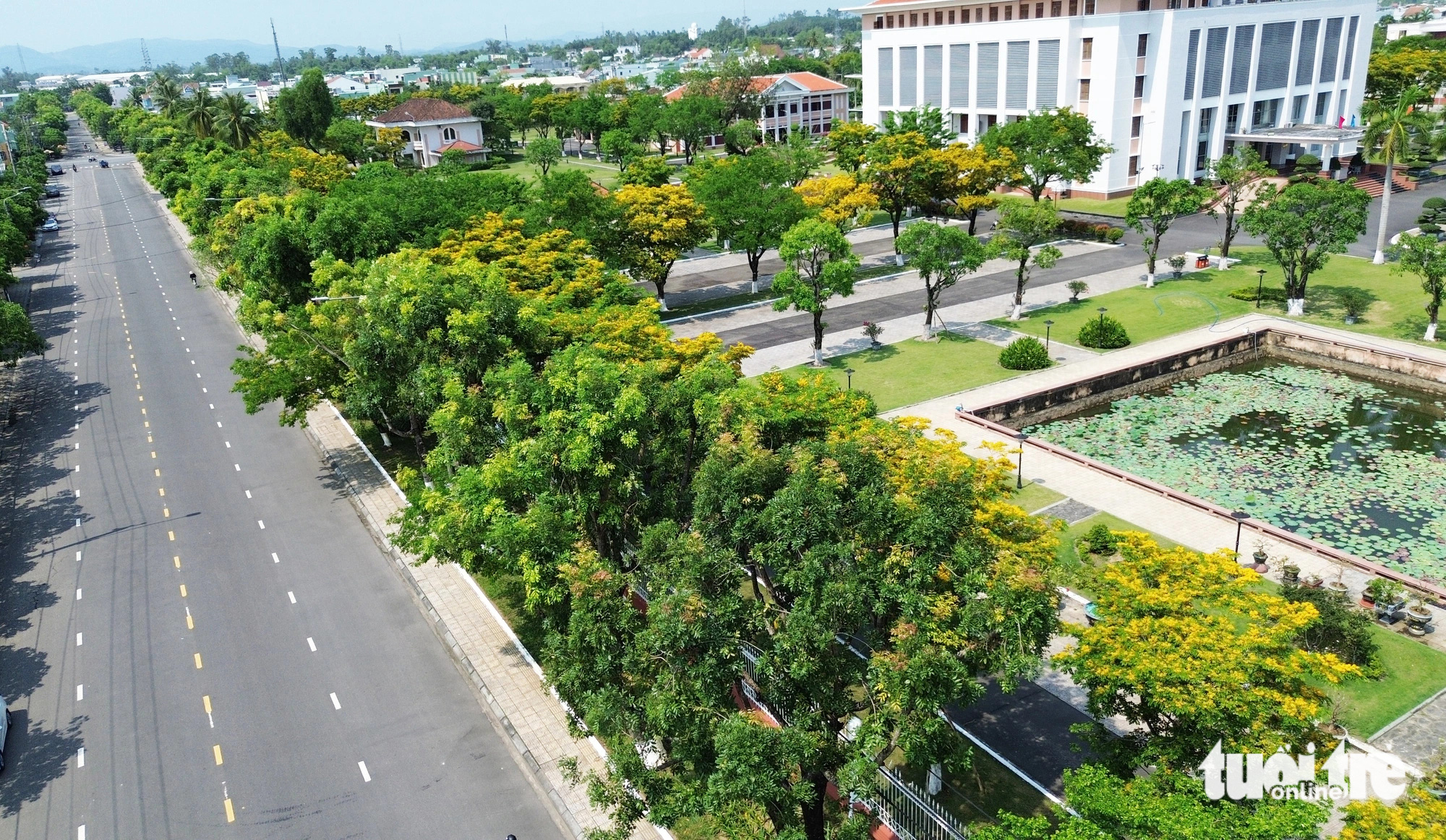 Những cây sưa trong trụ sở tỉnh Quảng Nam nở vàng 