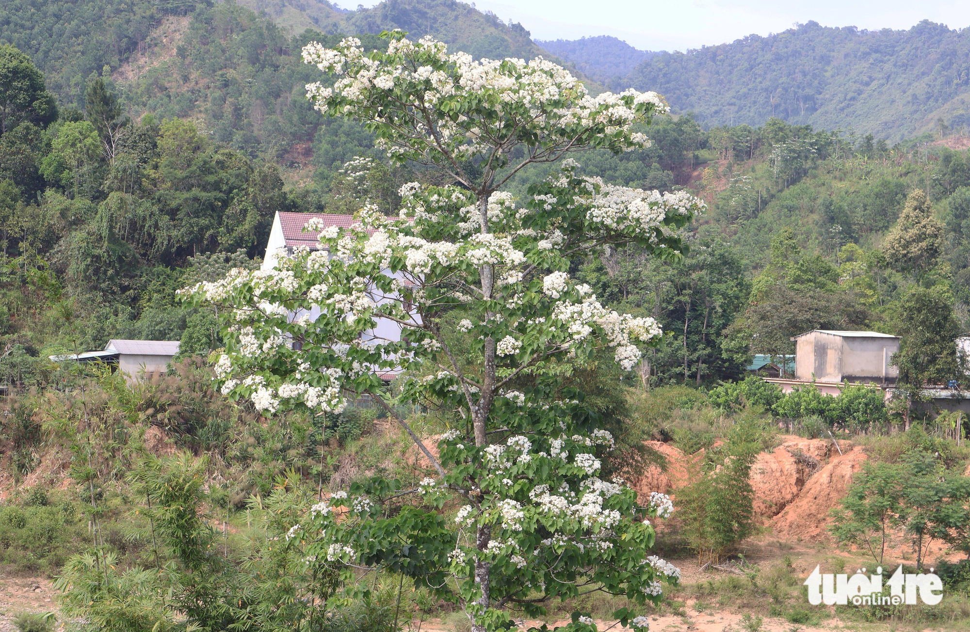 Một cây trẩu trổ hoa kín cây - Ảnh: LÊ TRUNG