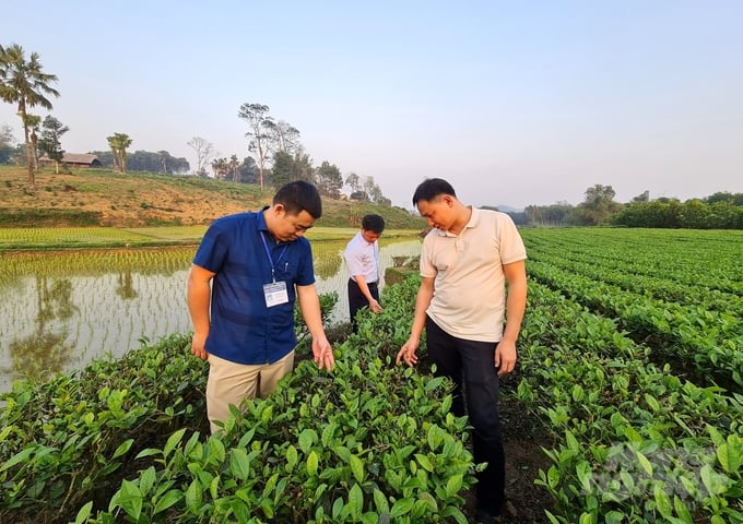 Vùng chè hữu cơ 20 năm tuổi của HTX Nông sản Phú Lương. Ảnh: Đào Thanh.