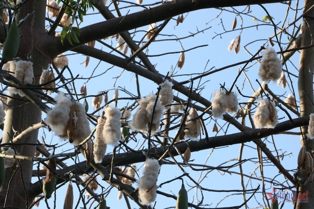 Hàng bông gòn ở Vũng Tàu bung nở trắng xoá, cảnh đẹp tựa 'tuyết xứ Hàn' ảnh 2