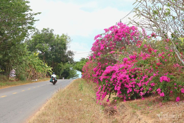 Bí ẩn con đường hoa giấy dài 25km giữa đại ngàn ở Đồng Nai ảnh 1