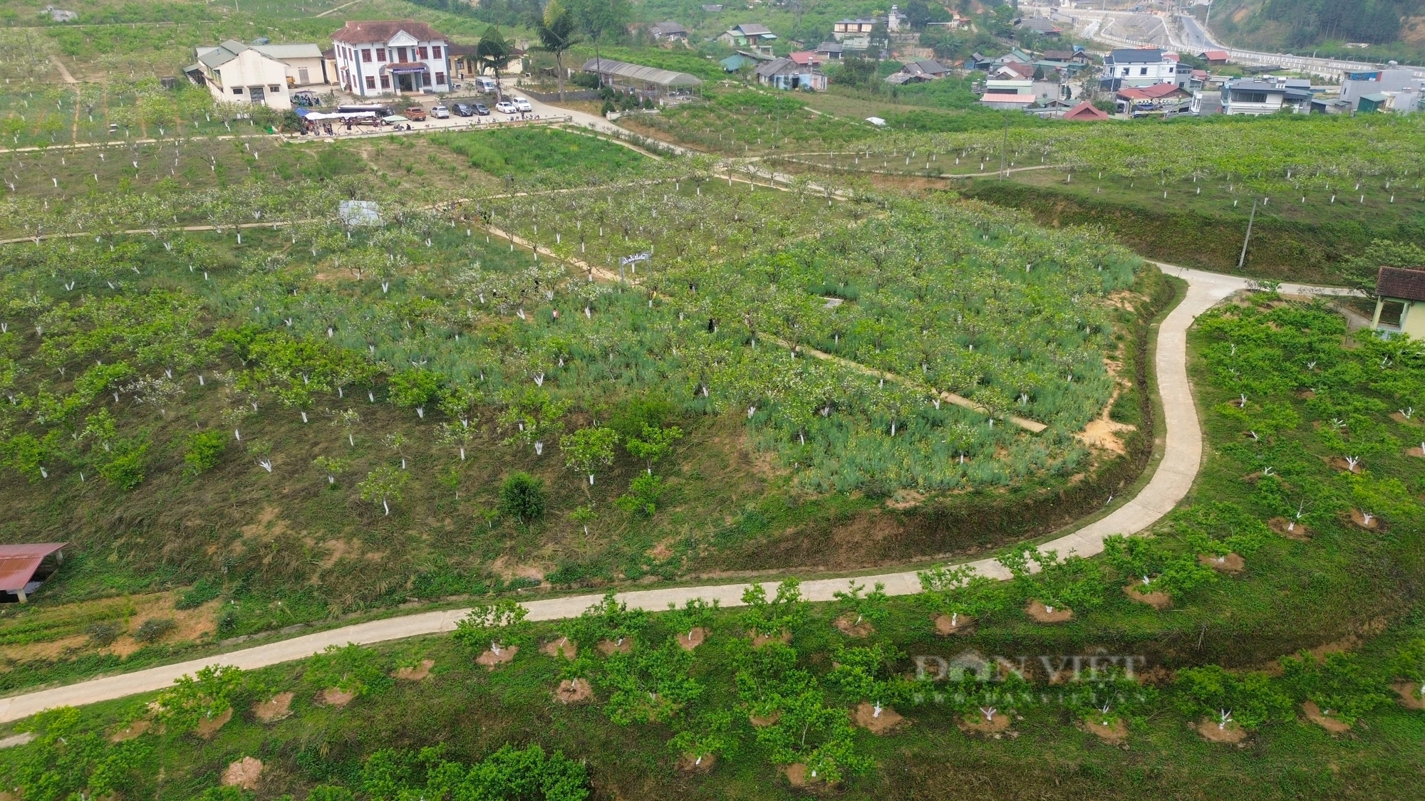 Cao nguyên Bắc Hà hút khách bởi loài hoa trắng tinh khôi tựa pha lê - Ảnh 1.