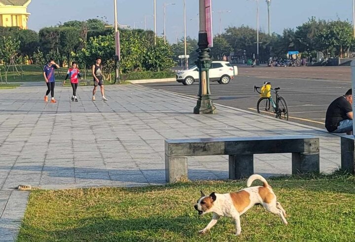 Chó thả rông rượt vận động viên tập luyện tại giải Vô địch Quốc gia marathon - 2