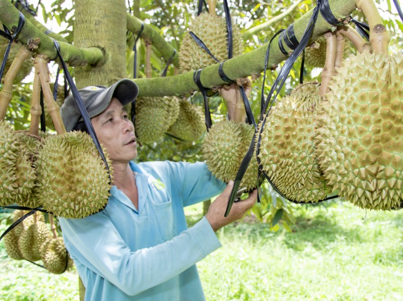 Sầu riêng